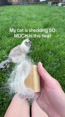 When she started shedding a lot this brush helps the process so much, and my house! #catowner #catmom #deshedding 