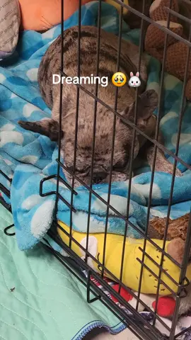 Dreaming 🥹❤️🐰 #sleepygirl #imjustcute #creatorsearchinsights #minifrenchie #shesmybaby #bluespottedmerle #birthdefect #itsnotbroken #manifestation #dogpack 