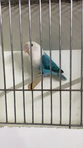 Blue opaline Alhamdulillah 😘 #lovebirds #lovebirdsbreeding #fyp #viral #trending #parblueopline #blueopaline #foryou 