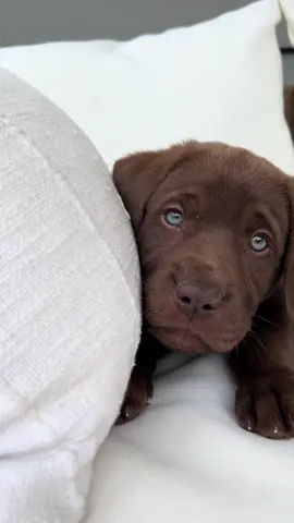 Welcome home Maverick 🐶🥹 #puppytiktok #fyp #puppylove #chocolatelab 