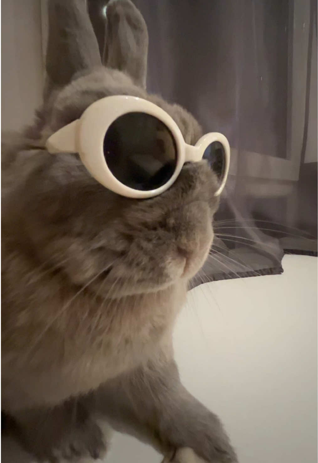 😎🕺💃#pourtoi #lapin