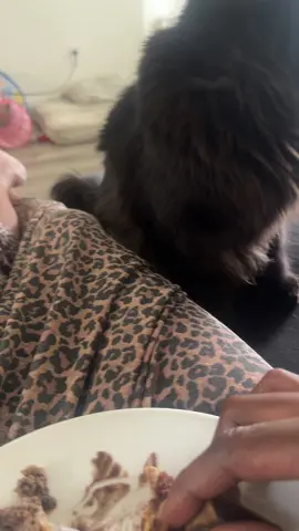 Clearly he is the boss of me #catsoftiktok 