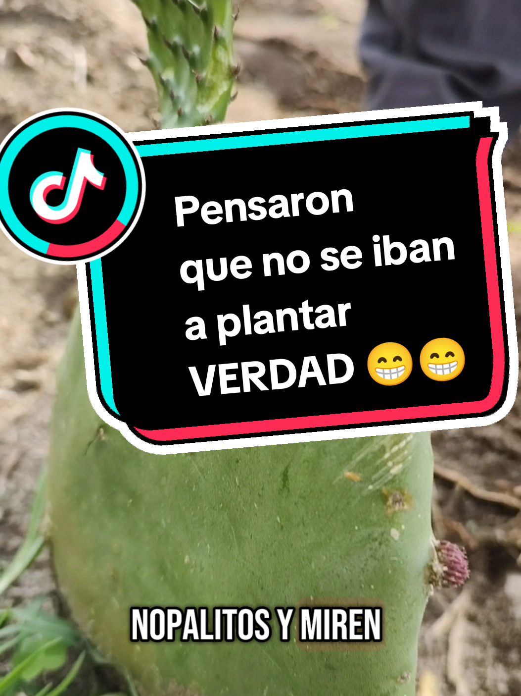 Respuesta a @thestachesaldierna Bendita lluvia, bendita la naturaleza que nos permite seguir sembrando nuestros alimentos. #cocinandoconlauren #misqueridosnietos #nopal 
