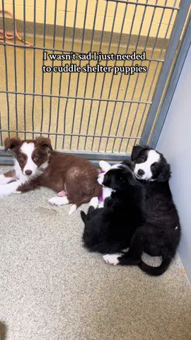 the one sleeping on the bowl 😭❤️ #animalshelter #puppies #australianshepherd #animalsheltervolunteer #shelterdog 