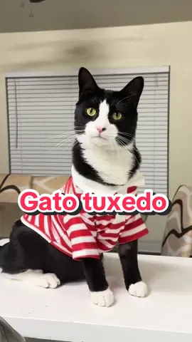 Lo Que Debes saber de Los Gatos blanco y negro . Los gatos tuxedo no son una raza, es su color lo que los hace únicos! Con su pelaje blanco y negro, parecen listos para una gala.#TuxedoCat#GatoTuxedo#tuxedo #gato #gatos #cat #SabiasQue 