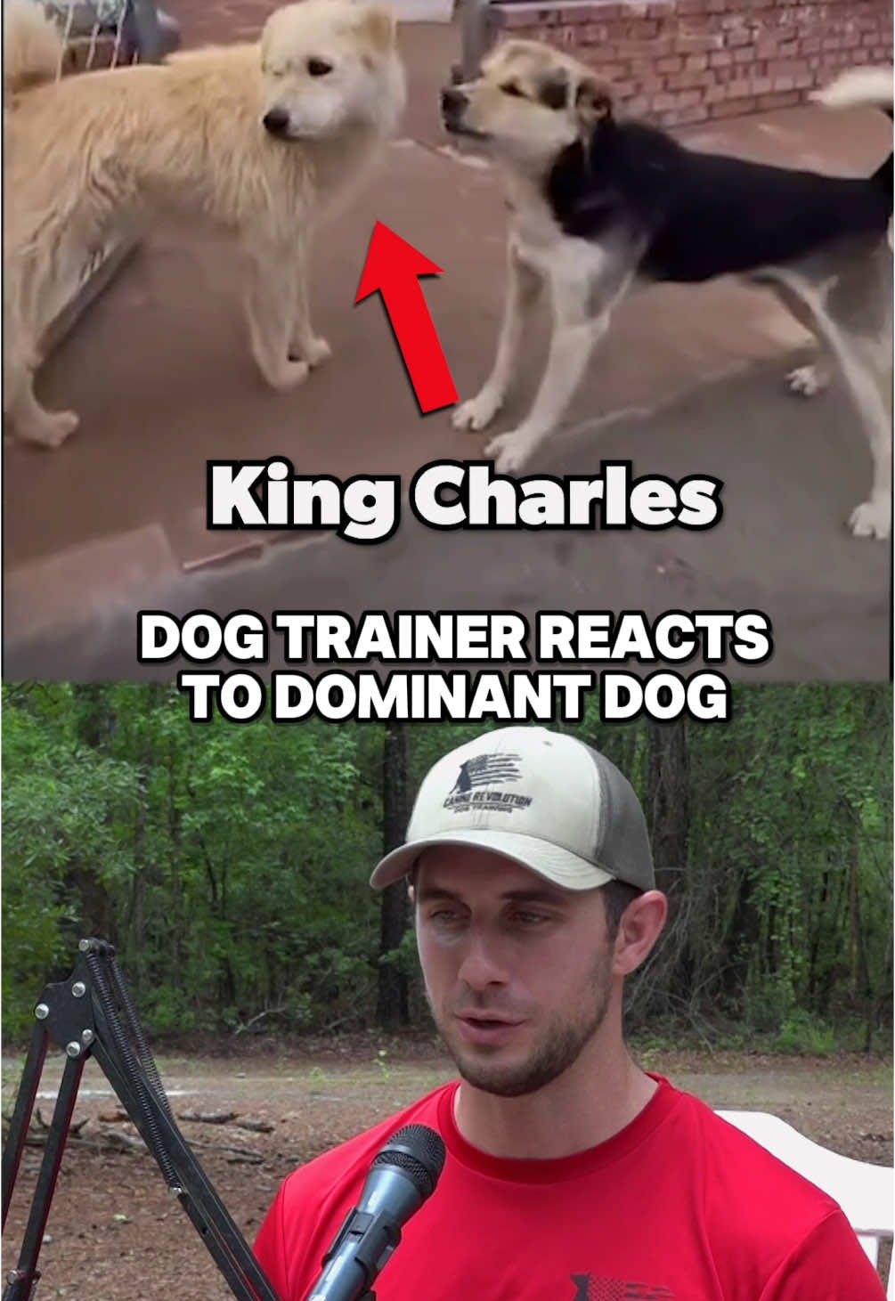 Dog Trainer reacts to KING CHARLES - this is what a true dominant dog vs a submissive dog looks like and the body language they display. Watch our full breakdown of King Charles and other dog videos on our YouTube channel 🔥 #dogs #dogtrainer #DogTraining #dogbodylanguage #kingcharles 