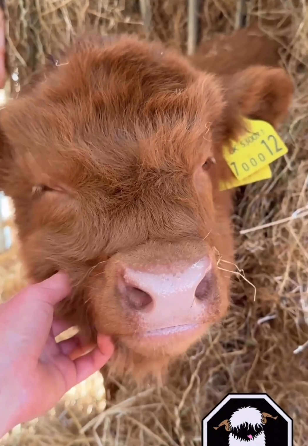 🐮😃HAPPY COOS-DAY! 😃🐮  Hope you’re having a moo-velous day! 💛 🐮 BOOK NOW at: www.farmstop.co.uk 🐮  #FarmstopAberdeenshire #VisitAberdeenshire #VisitScotland #HighlandCows #FarmLife #AnimalLover #CoosDay #cowlove #highlandcow #calf #therapy #fyp
