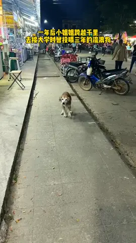 一年后小姐姐跨越千里去接大学时曾投喂三年的流浪狗 #感人的故事 