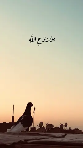 وَلَا تَيْأَسُوا مِنْ رُوْحِ اللَّهِ🕊️