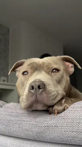 My bestfriend🐾🩷 #staffy #mylathebluestaffy #staffordshirebullterrier #bluestaffy #staffie #viraldog #mylaslife #dogtok #staffylovers #dogtrend #staffysoftiktok 