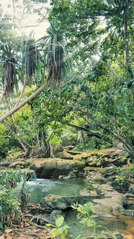 Salah satu destinasi yang ada di Alas Purwo. Air terjun kecil ini terletak didekat Pantai Pancur. Lokasinya, tepat sebelum masuk ke Pantai Pancur.  #banyuwangi #banyuwangihits #wisatabanyuwangi #pantaipancuralaspurwo #alaspurwo #alaspurwobanyuwangi #fyppppppppppppppppppppppp #fyp #fypp 
