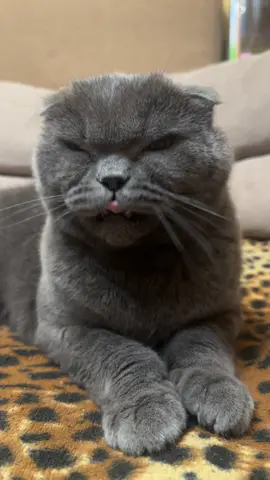 #angrycat #кіт #кіттіктокер #cat #catsoftiktok #повелительквартири #володарквартири #рек #рекомендації #timokha_boss #fyp #FYP #viral_video #котикиприколы #котик #cats #meow #котэ #catlife #cats