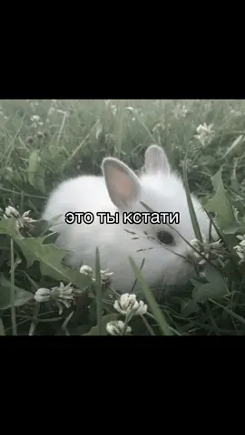@rikoo ★ #кролик #щп #мило #щитпост #милыеживотные #shitpost #cute #silly #core #mylove 