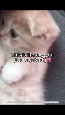 Send this to your cute kittens😸🎀                             #girlfriendcore #corecore #kittenchaos #funnycats #catsoftiktok #foryou #fyp #aestheticcore #cutegirlfriend #viralvideos