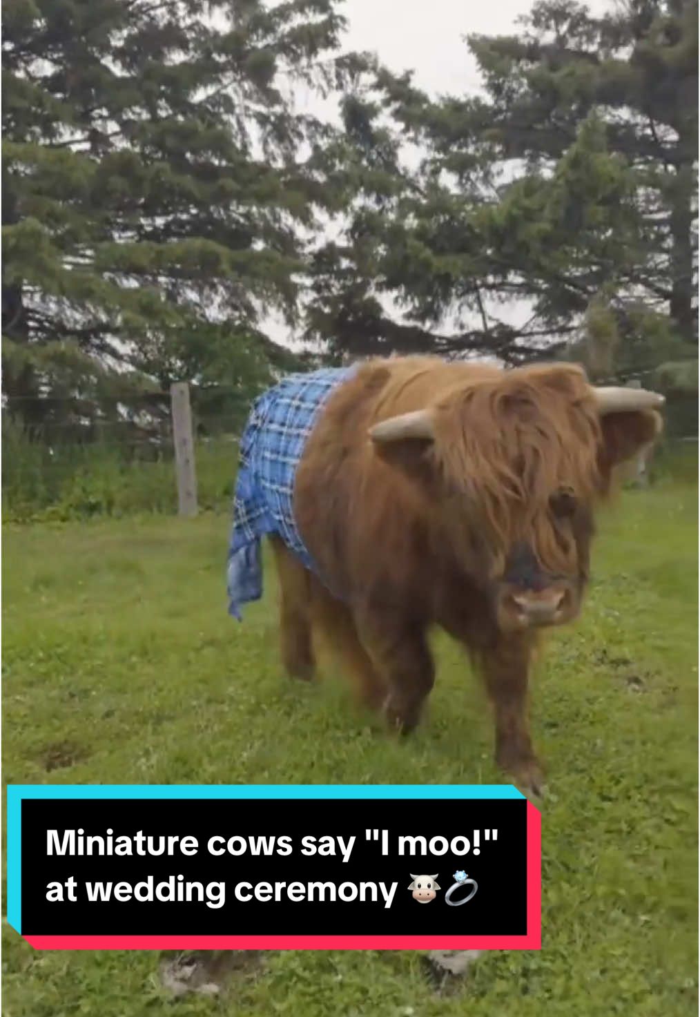 In what's being described as a first-of-its-kind event, two miniature cows tied the knot at an Ontario farm this weekend. Muriel and Rhett, were married at Udderly Ridiculous Farms just southwest of Kitchener last Friday. #Cow #Marriage #Ontario