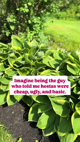 A guy once told me hostas were cheap and ugly… and I’ve never disagreed with someone more in my life. Hostas are anything but boring. They’re bold, lush, and versatile—thriving in full sun or full shade (yes, really!). I plant them everywhere, and they show up like absolute stars. Here’s how to make your hostas shine: 🌿 Add contrasting textures – Pair with ferns, coral bells, or ornamental grasses. 🌿 Use dark mulch – It makes their green pop and keeps moisture in. 🌿 Divide and conquer – Every few years, split them up for fuller beds and even more plants. I’ll take timeless and elegant over trendy any day. Hostas are the quiet luxury of the garden world. 👉 What’s your favorite shade-loving plant? Tell me below! #HostaLove #GardenInspo #ShadeGarden #PerennialPower #PlantLadyVibes #GardenDesign #FullSunPlants #FullShadePlants #BackyardGoals #LandscapingTips #PlantLife #LowMaintenanceGarden #QuietLuxuryGarden #HostaHeaven #GardenGlowUp #GreenThumbMagic #GardeningTikTok #ReelGardening #GardenAesthetic