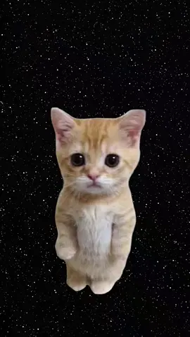O gatinho no mercado de trabalho. | #gatos #animacao #trabalho #burnout 