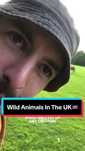 What do you see when you look at a deer? 😳 #jamslaag #deer #animals #uk #wild #british #foryoupage 