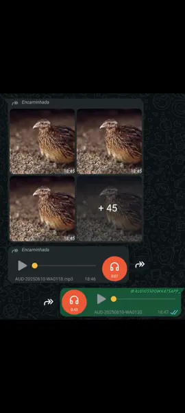 Se alguém tiver interesse nas codornas aí, chama PV! 😂😂👍🏽 #vaiprafyinferno👺🔪 #audiosengraçados #fyp #fypシ゚ #humortiktok #humor #memes ##whatsappstatus #audio #viral #audios #comedia #funny #codorna #animais #vendas #