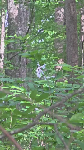White Bigfoot Picking Something and Looking  At Me#cryptids #bigfoot #woods #sasquatch 