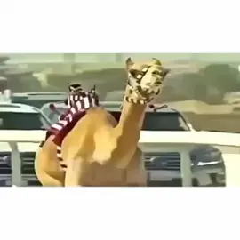 #الهجن #الاتحاد_السعودي_للهجن #CapCut #fyp #هجن_النايفات #TikTokPromote #مهرجان_الوثبه #لاايف_للهجن #ميدان_الشحانيه #حلاوة_اللقاء #هجن_الرياسة 