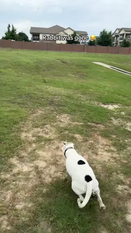 Rabbit was gone 😂