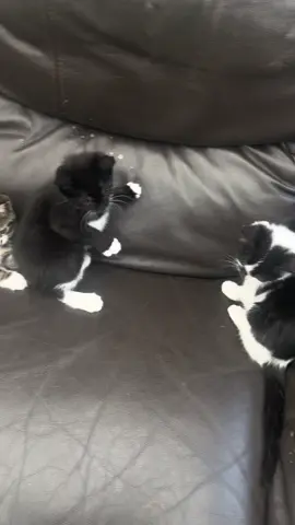 Sibling fight #viral #kittens #video #kitty #cat #kittycat #kittycat #littlekitten #fighting #kittytwins #creatorsearchinsights 