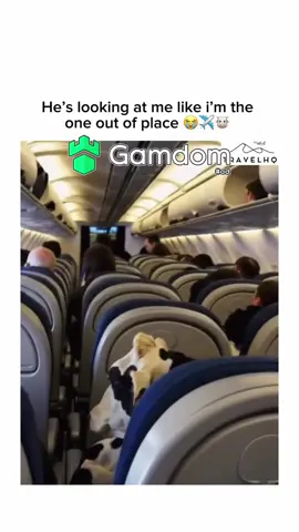 #fypシ #viral #trending #fyp #xyzbca #funny #meme #animals 
