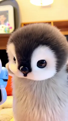 Fluffy penguin request for new toy 😁 #penguin #cute #interesting #funny 
