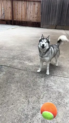She still got it 😊 #husky #blinddog 