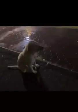 sad dog