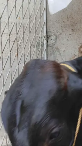 #cow #gaiyameri #cowvideo #eidmubarak #bakraeid #bakraeid2025 #bakramandi #viralvideos #100k