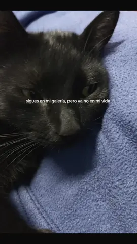 Te extraño tanto justin🖤#foryoupage #gatonegro 