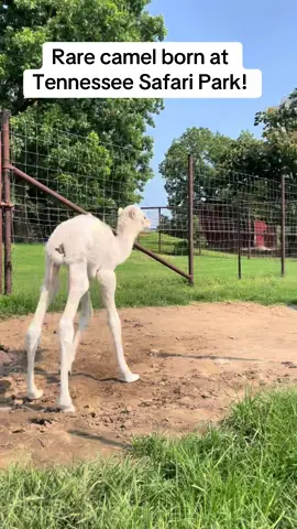 We’re excited to announce that a rare baby camel was just born at Tennessee Safari Park! #prettylittlebabies #baby #positivity #conservation #camel #humpday #blowthisup #goviral #trending #tennesseetourism #tennesseetravel #tennesseevacation #babycamel  