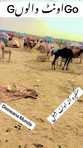 #پنڈاں_والے #پیارا_تھل #چولستان #camallover #fouryoupage #fouryoupage #dence #fyeシ #روہی_چولستان #اونٹ #fye #سنگت_ویڈیو_وائرل_کریسو_آپ_ہیں🥀🌼 #میلہ #malikrizwan @Malik Rizwan 