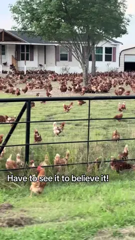 discountlandinvesting.com for cheap off grid Land #neighbors #countrylife #county #chicken #chickens #chickenoftiktok #eggs #fyp #shocking #howmany  
