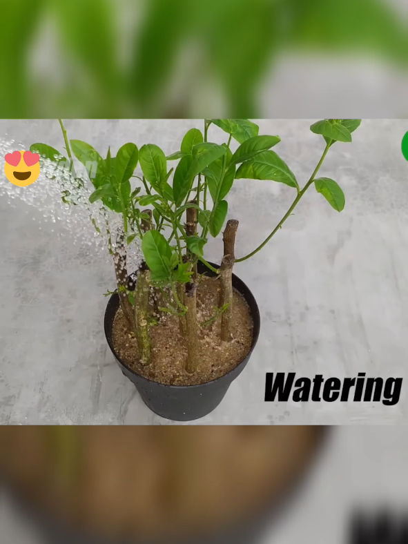 #howto #howtoing  #garden #gardening  #planting #plantgrafting 