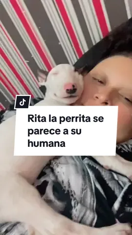 Rita la perrita 🐶💕 #bullterrier #mascota 
