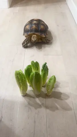 Lettuce Bowling #tortoise #fyp #zoomzoom #asmr #asmrcrunchy 