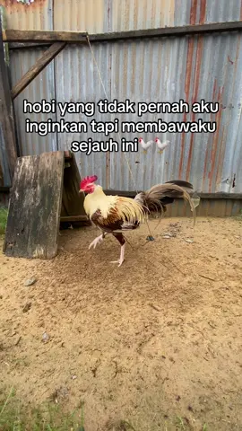 sekedar hobi🐓🐓#peternakmuda #ayamfilipin🇵🇭 #bibitsendiri🐔 #fyp #sedangdipersiapkanyanglebihbaik 