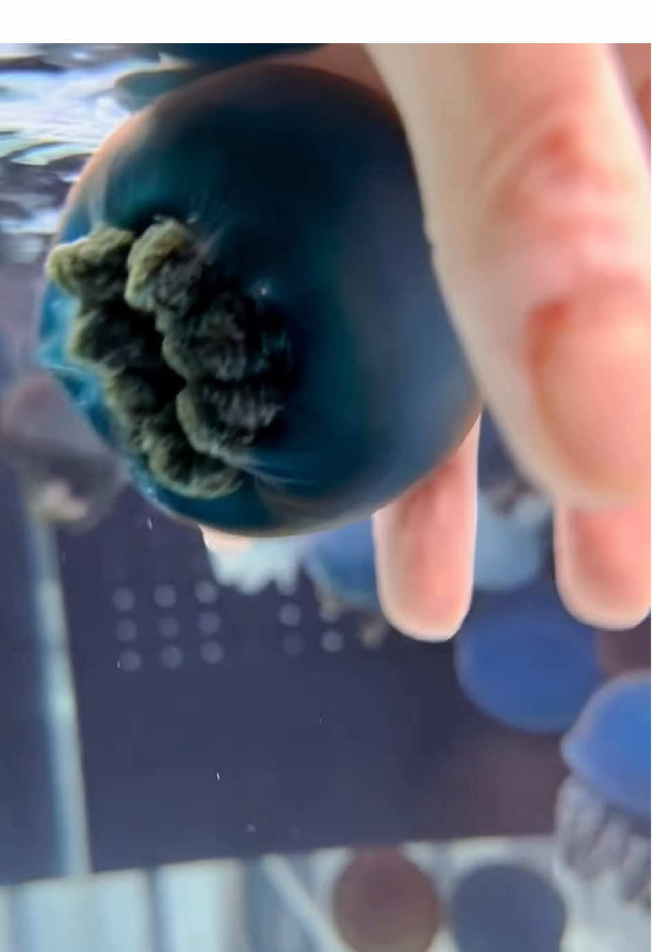 Jellyfish ballz #pet #jellyfish #cuteanimals #funnyanimals #funny #jellyfishsoftiktok #cute #explore #fyp #viral 