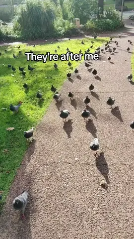 the government is after me #pigeon #imbeinggangstalkedbythecia #bird #birdsoftiktok  #help  #CIA #birdfeeding #nz #fyp #fyppppppppppppppppppppppp 