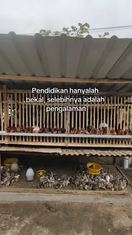 Bener ngga??  #peternak #peternakpemula #peternakgenz #ternakayam #ayamkampung #ayamkampungsuper #rabuberkah #fyp 
