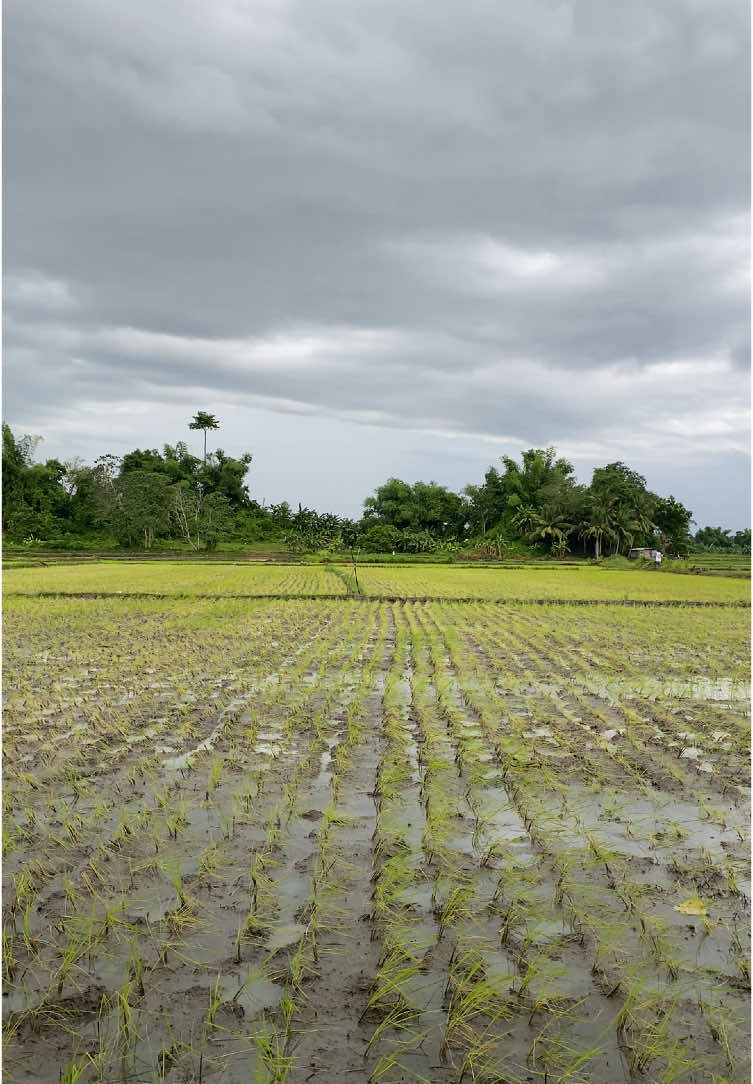 Maulan na naman dito sa amin.Kumusta naman sa inyo? #creatorsearchinsights #rain #ulan #fyp #naturevibes #naturesound #buhayprobinsya #ricefield #countrysidelife #farmlife #simplengbuhay #farmer #philippines #foryou #peaceful #quiet #solitude #moonsoon #thankyougod #begrateful #probinsya 