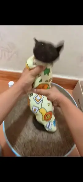 This is the professional way to administer medicine to a kitten!#funny #pet 