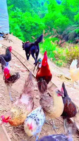 #newone #hen #animals #lovely #hensoftiktok 