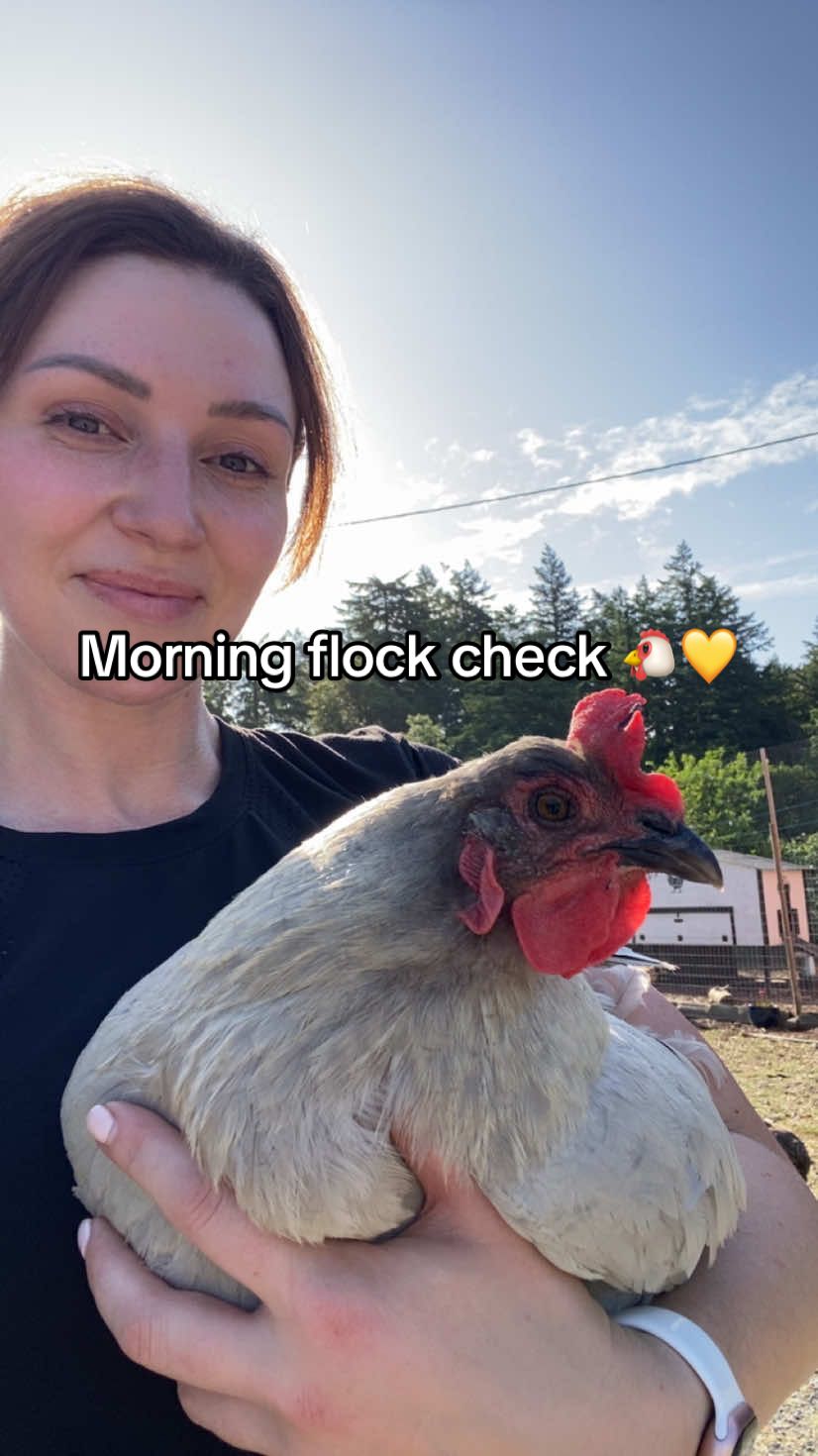 Any advice appreciated on moving mama hens and their babies 😅 trying to make it as smooth as possible! #chickencoop #mamahen #babychicks #homesteadingtips #flockupdate #chickenrun #farmtok #backyardchickens #homesteadlife #CapCut 