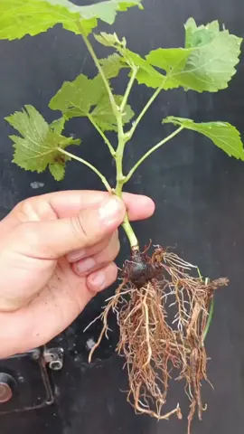 #plants #gardeningtips #plantslife 