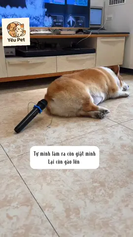 sen gì chơi kì . làm tỉnh mộng lun hà ##dog #yeucho #chó #lovedog #yeuchomeo #yeupet #yeudongvat #yêupet #mèo #cats #lovecat #lovepet