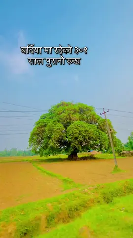 Bardiya ko sabaii vanda Puranik rukh 301 years old🇳🇵#oldtree #bestplacestovisit #onlinekhabarmedia #thakurbabatemple 